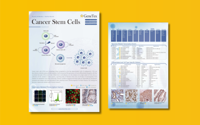 Flyer: Antibodies for Research in Studying Cancer Stem Cells from GeneTex