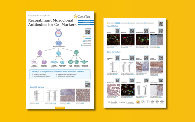 Flyer: Antibodies against unique cell markers for detection from GeneTex