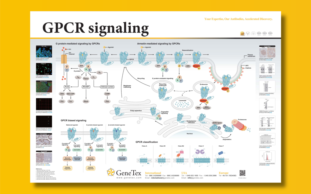 Poster download: GPCR signaling by GeneTex